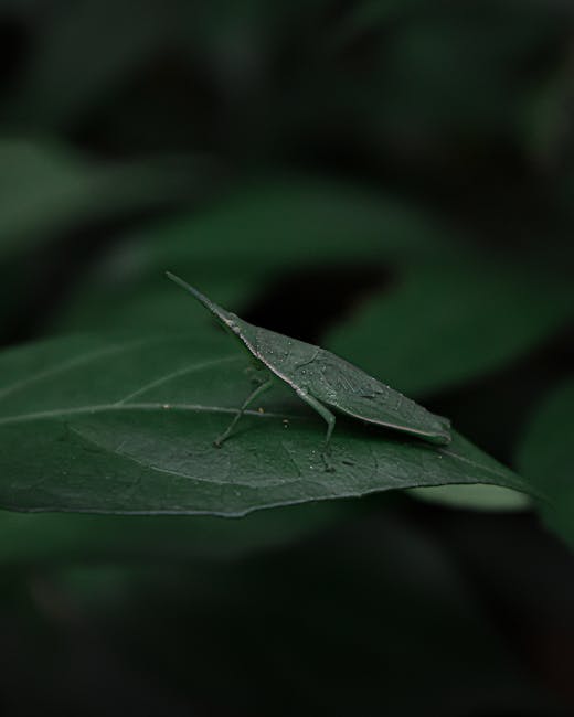 Close-up of a green leaf with a small, green insect resembling a katydid or grasshopper resting on its surface. The leaf is smooth with visible veins and a slightly serrated edge, and the background i