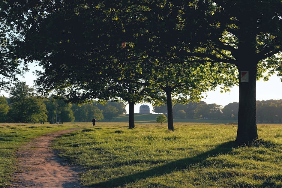 A scenic view of a park in Highbury Fields N5, featuring a dirt walking path winding through a lush green grassy area lined with tall deciduous trees with dense foliage. The trees cast long shadows on