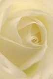 Enveloped in the gentle embrace of a cream-white rose, the image draws the viewer into the very soul of the bloom, each spiraled petal unfurling with serene anticipation. The atmosphere is quiet, like early morning along Highbury Hill, with subdued light dancing tenderly across ivory folds and soft, feather-like textures that beg to be imagined beneath one's fingers. This luminous aura, punctuated by faint, natural shadows, creates both depth and intimacy, radiating peace and hope. Such a rose stands as a symbol of reverence in Highbury-perfect for conveying sympathy, new beginnings, or the pride of personal milestones celebrated by the local community. The almost imperceptible fragrance-sweet and comforting-lingers in the air, while the close vantage point allows the observer to feel the care and intention behind each petal placed. Every floral creation in Highbury draws from this spirit, capturing not only the bloom's natural elegance but also the emotional resonance that comes from a bouquet prepared with love and knowledge of one's neighbours.